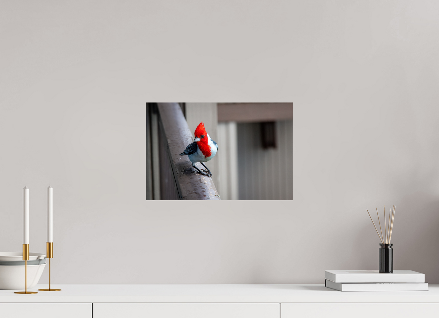 Red Crested Cardinal
