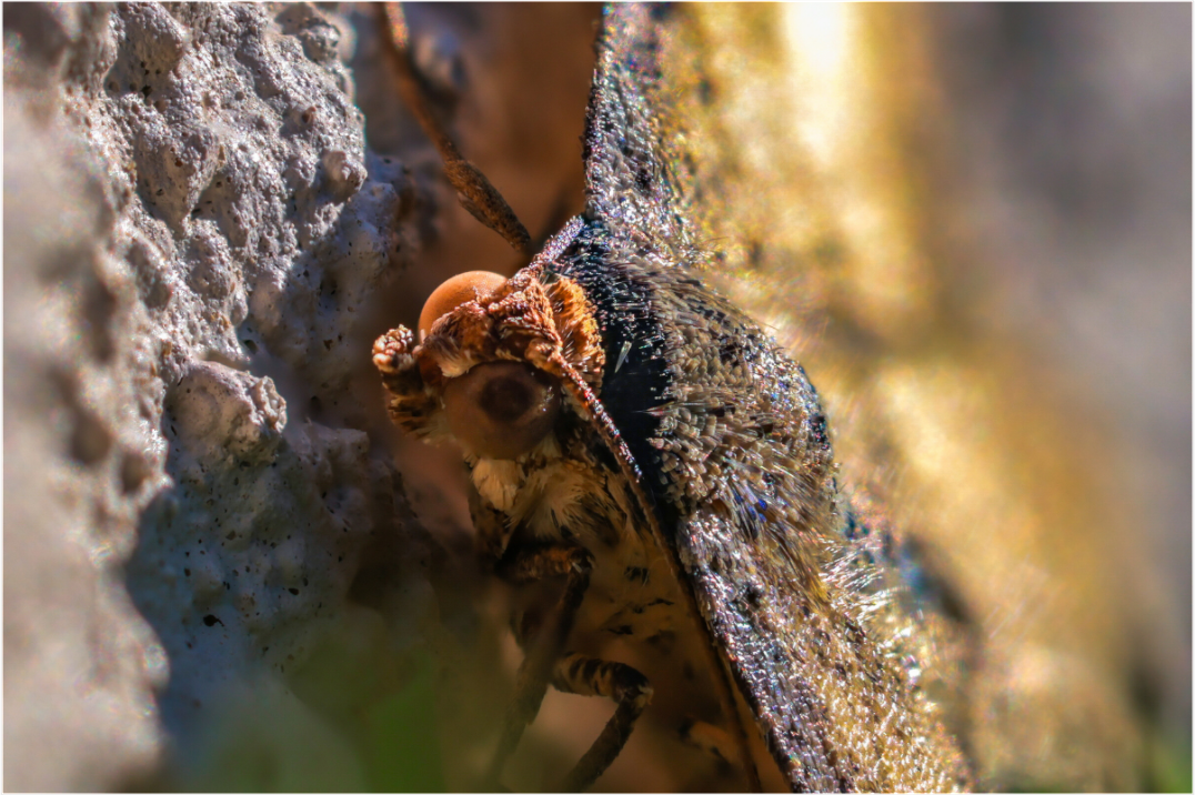 Main image Moth In The Sun