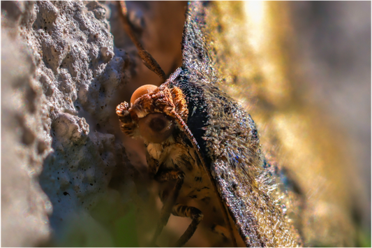 Main image Moth In The Sun