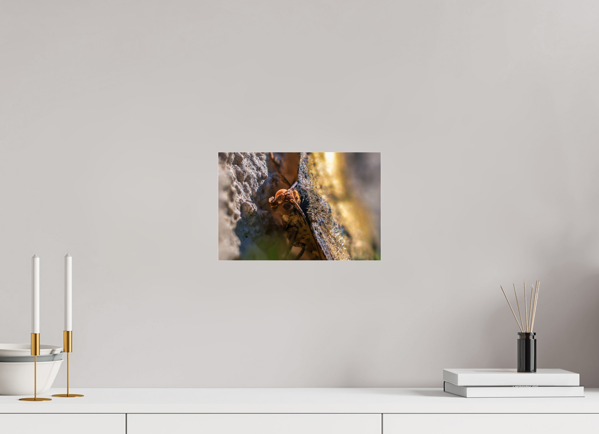 12 x 8″, Photo Print Under Acrylic Glass Moth In The Sun