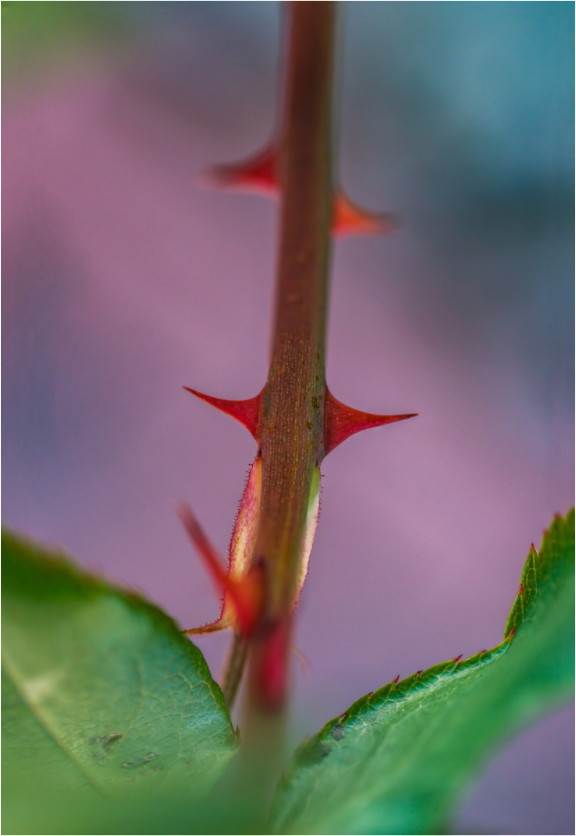 Main image Thorny One