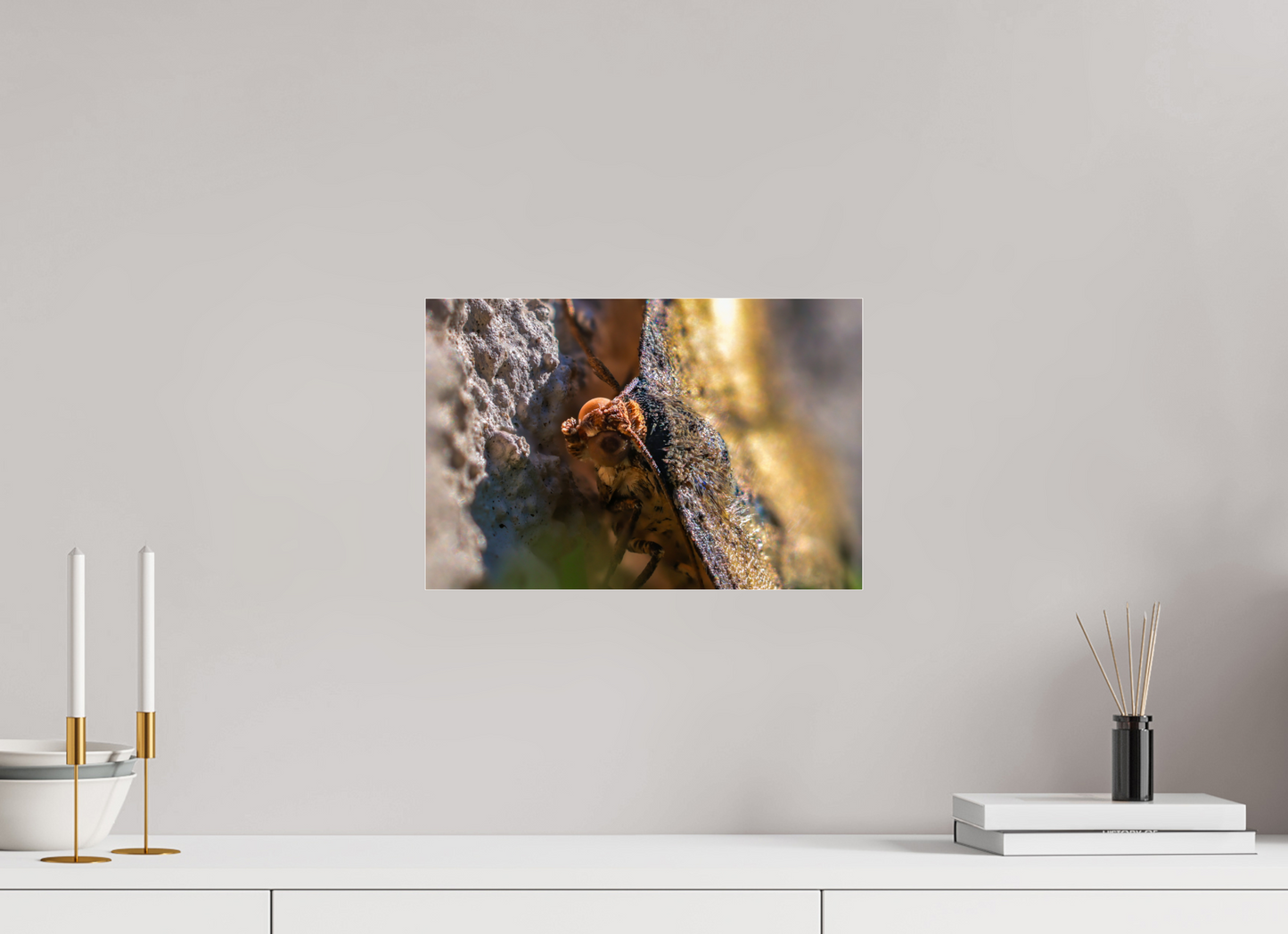 15 x 10″, Photo Print Under Acrylic Glass Moth In The Sun