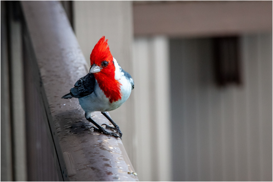 Red Crested Cardinal